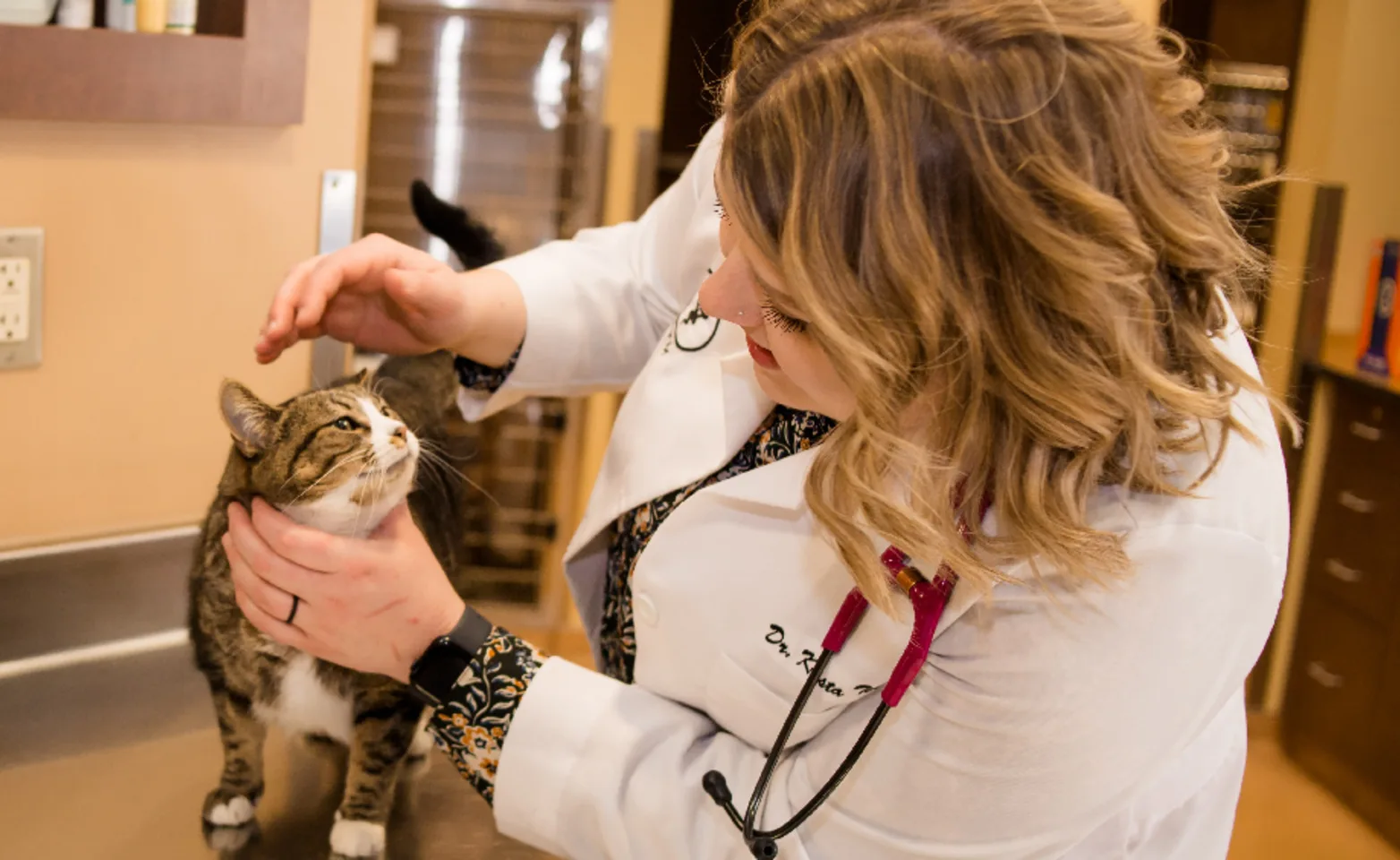 Dr. Terrill assisting a feline patient